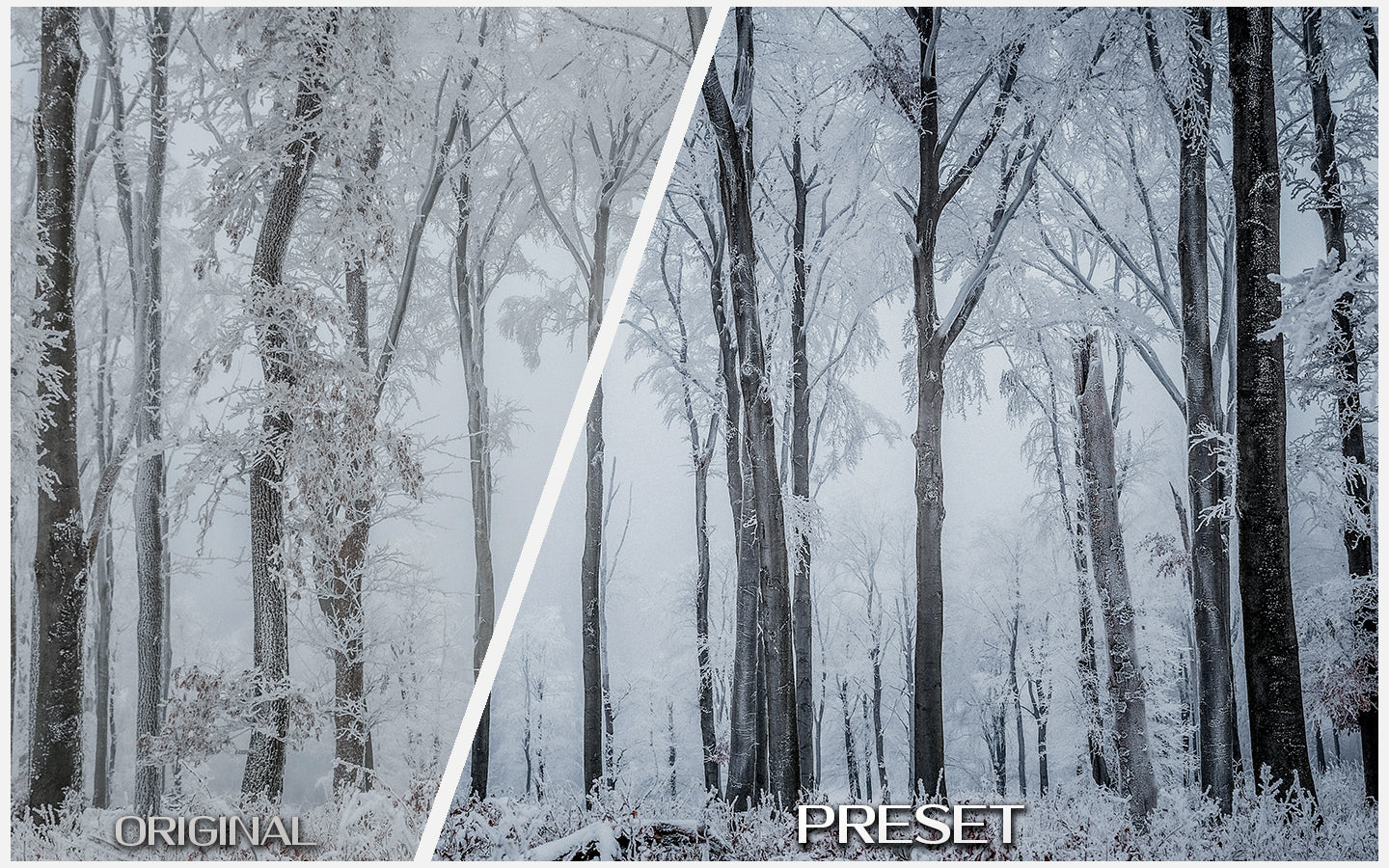 Moody Winter Woods
