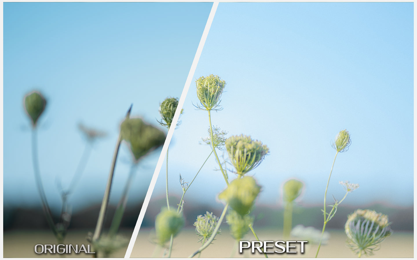 Bloom & Pastel
