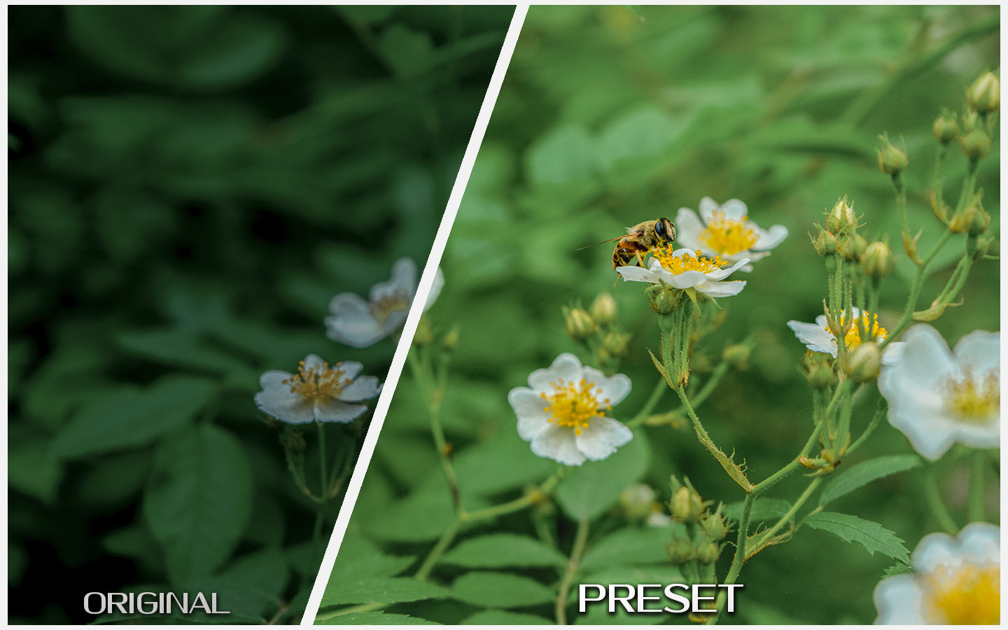 Bloom & Pastel
