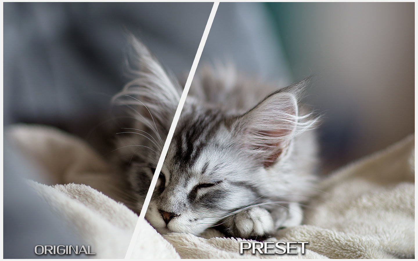 Warm Pet Portraits