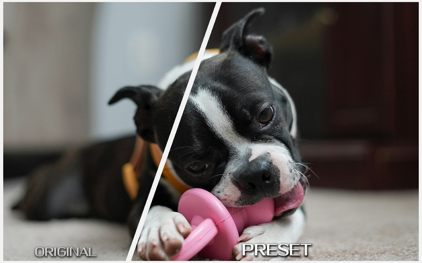 Warm Pet Portraits