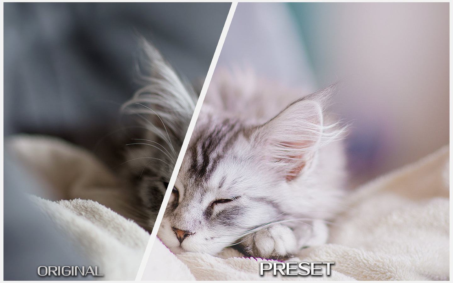 Pastel Pet