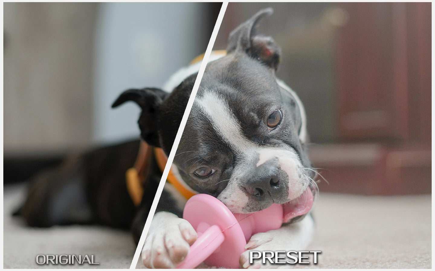 Pastel Pet