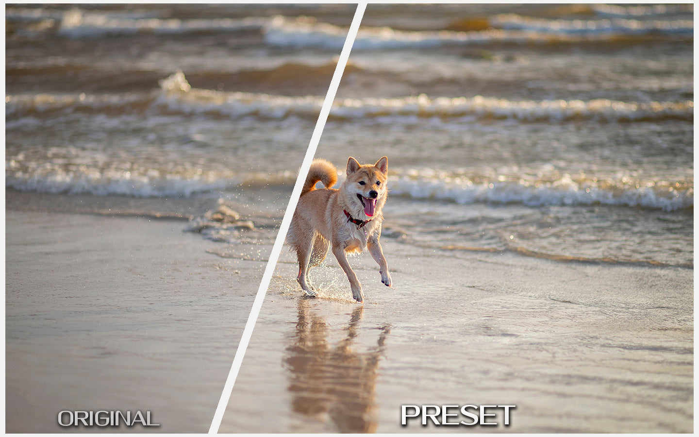 Warm Pet Portraits