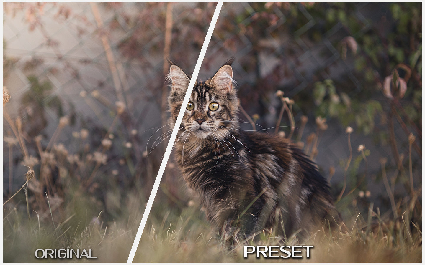 Warm Pet Portraits