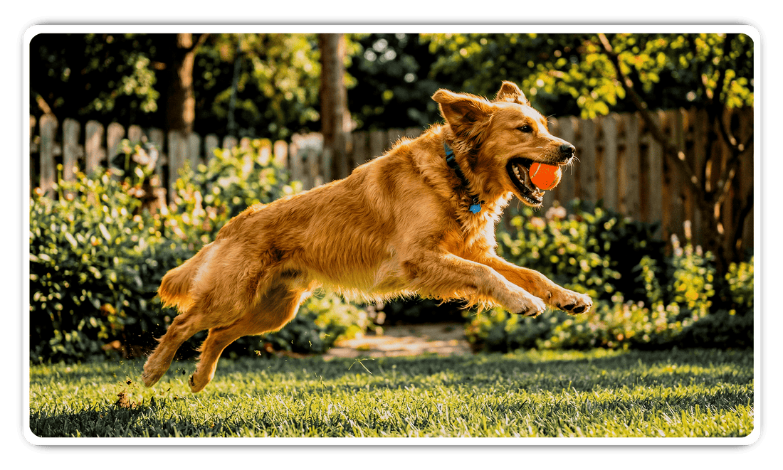 Why Pet Businesses Have the Highest Conversion Rates in Any Industry - and How Visual Branding Unlocks Them