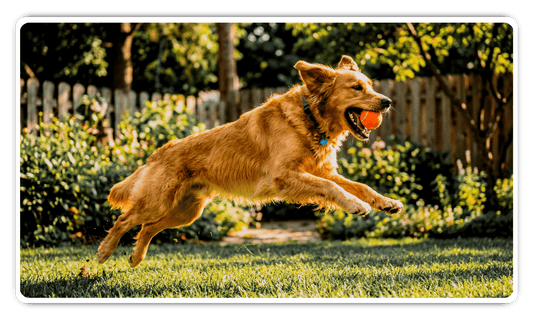 Why Pet Businesses Have the Highest Conversion Rates in Any Industry - and How Visual Branding Unlocks Them