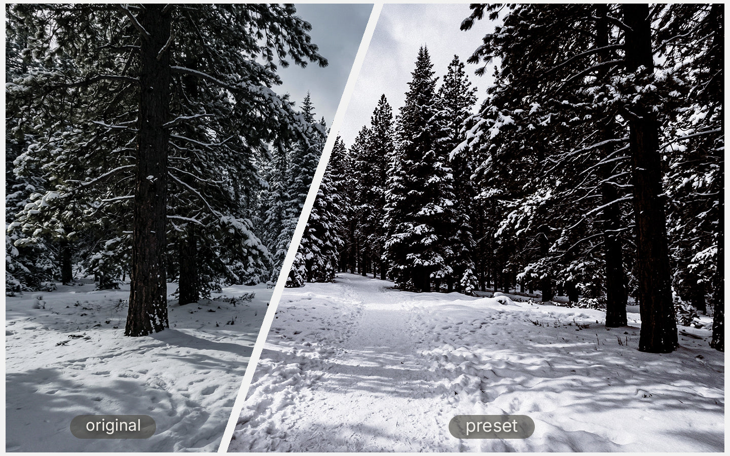 Dark Pine