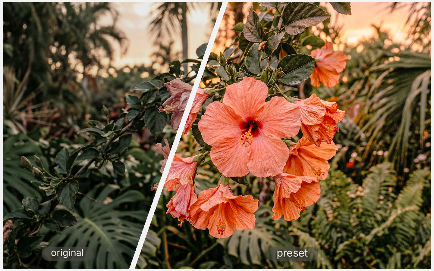 Vivid Tropics