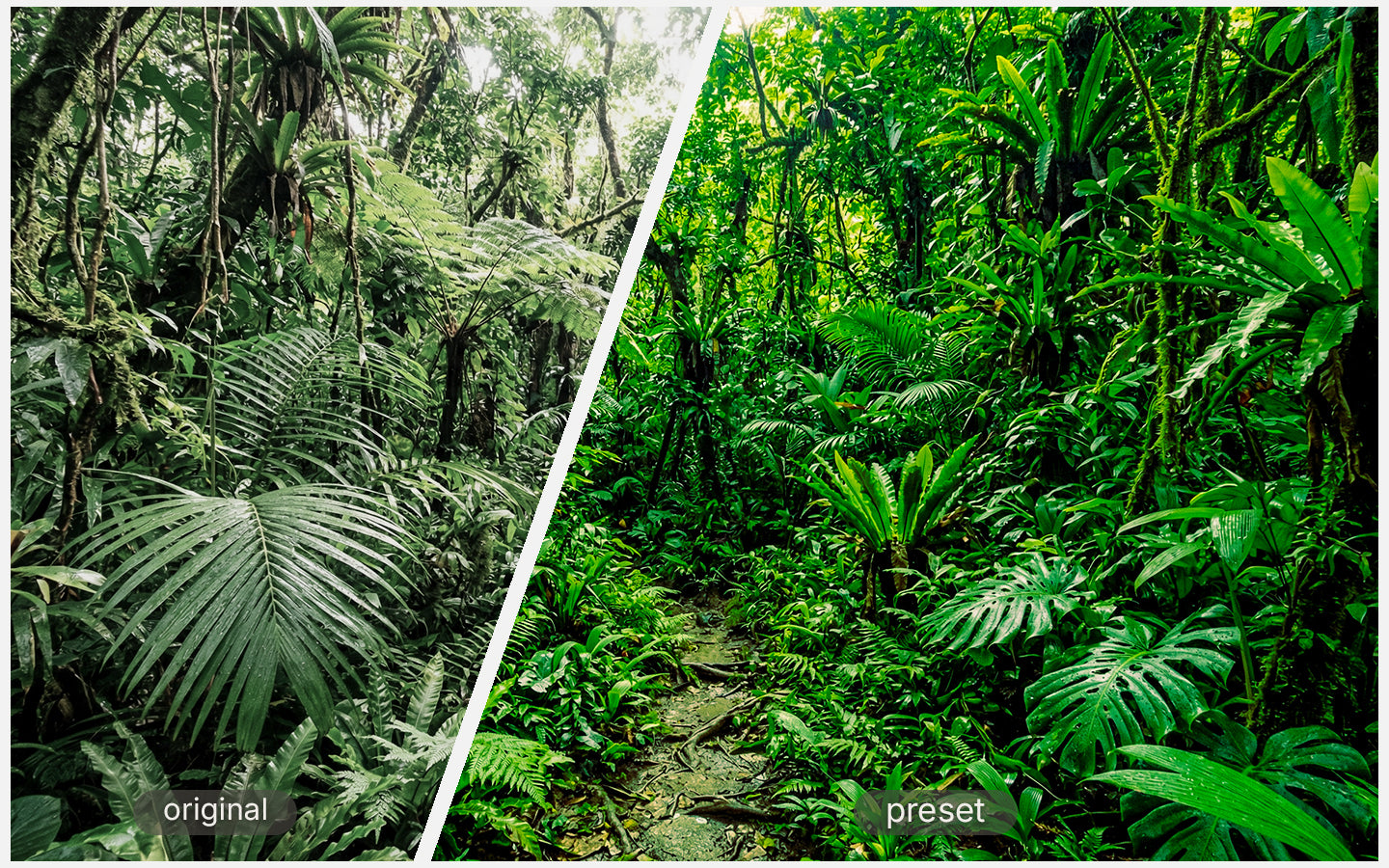 Vivid Tropics