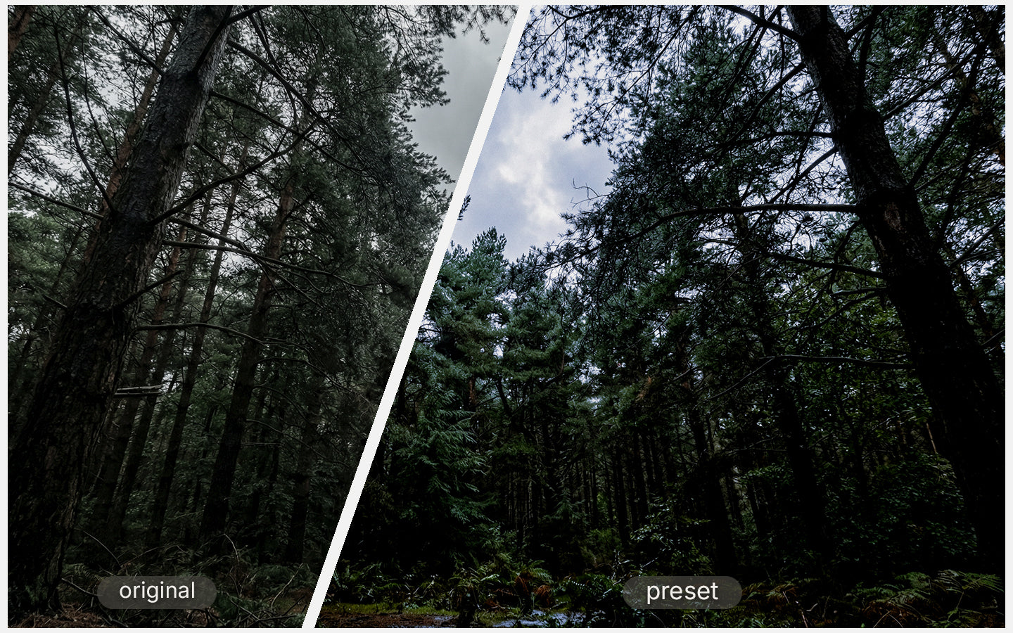 Dark Pine