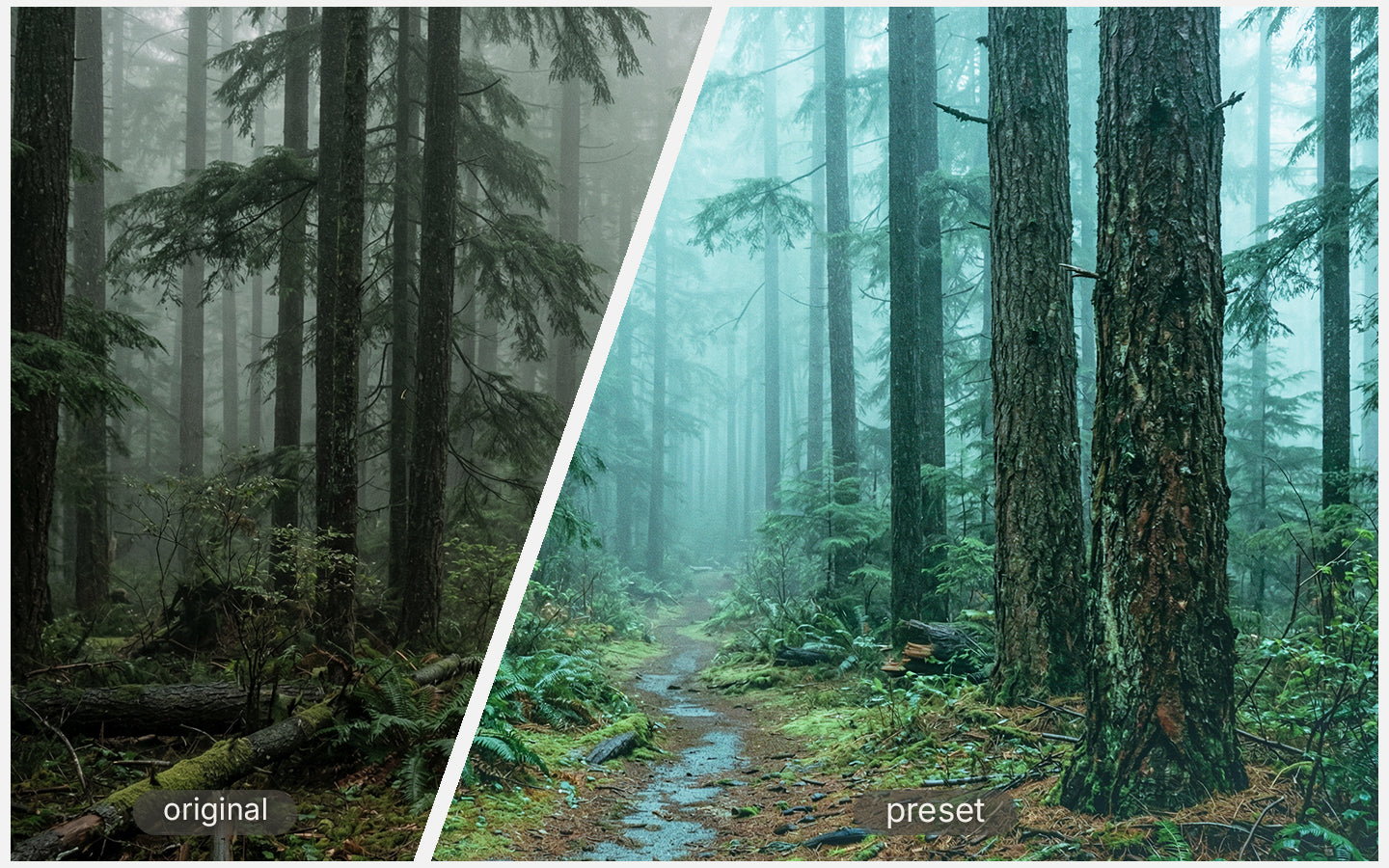 Dark Pine