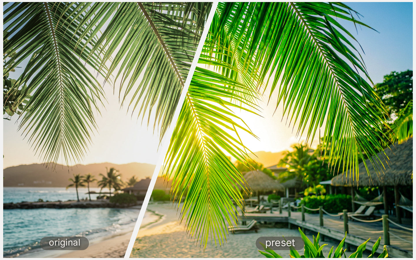 Vivid Tropics